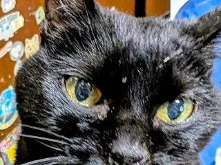シニアになると