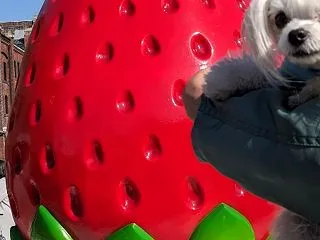 チワマルのピピちゃんと関内deワンコ店内…