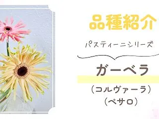 【品種紹介】クルんと花弁が丸まるガーベラ…