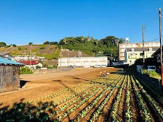 NO.５１３２ おさんぽびよりのあさ