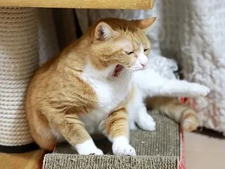 もう借りる猫。