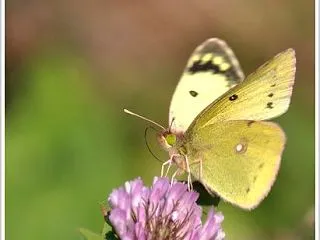 秋のモンキチョウ