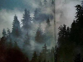 『森へ』——アラスカの森に分け入って