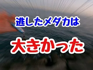 逃したメダカは大きい？