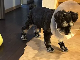 犬の靴