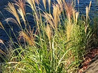 ヒンヤリ、爽やか、早朝爺散歩、