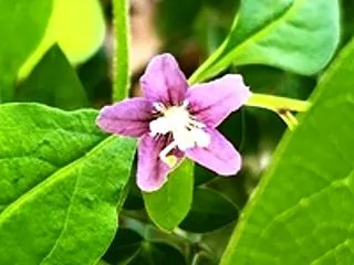 今日の一言 ～男と女の愛～