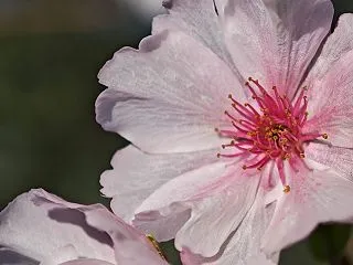 桜 また咲いている