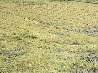 里芋の炊き込みご飯