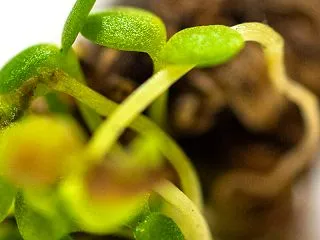 枯れたカモミールから小さな芽。救済して、…