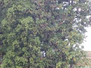 【よりみち編】雨の朝景色