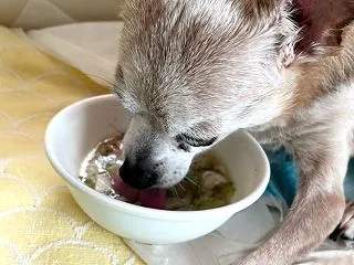 老犬の食事の変化