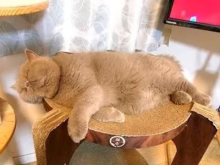 明け渡す…
