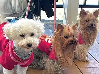 神社でお守り、カフェでソフト♪