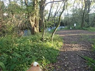 夕紅葉