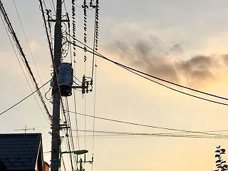 鳥社会