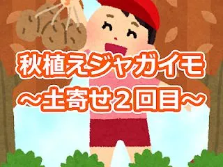 春植えで収穫したメークインで秋植えジャガ…