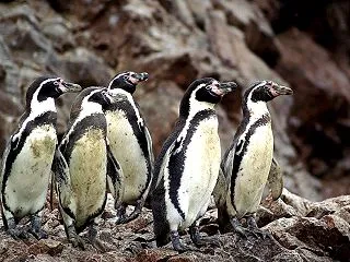 【徒歩】おたる水族館で「今シーズン、これ…