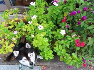 劇薬を注射されて死んだロングコートチワワ…