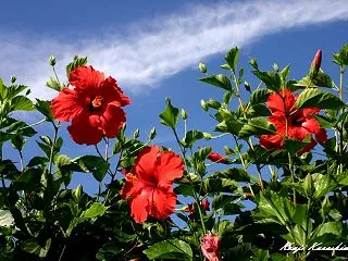 ハワイ島フォト日記 ハワイを代表する花の…