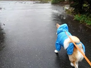”きつい朝”