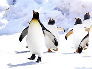 【朗報】南極でペンギンを数える仕事、募集…