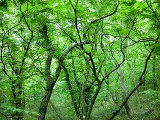 「にんじん」邁進日記