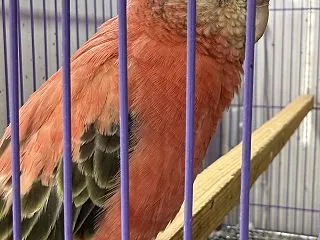 オスは暇そうに外でたたずむ