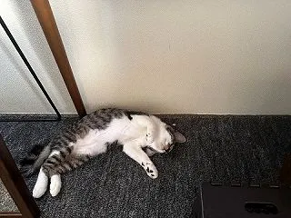 今週のルーク君★キジ白★男の子★里親募集…