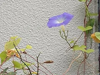 朝顔の観察日記 (2026-19) -深…