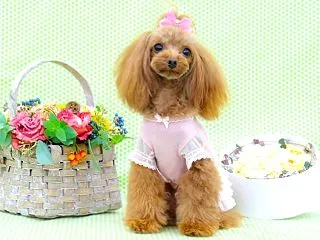 ペットスタイリストになるには？ 仕事と資…