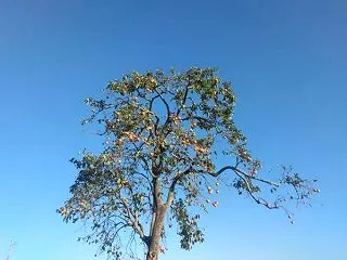 柿の木
