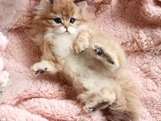 おうちが決まりました