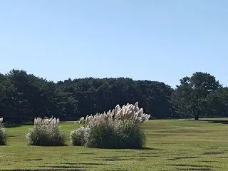 大草原のパンパスグラス