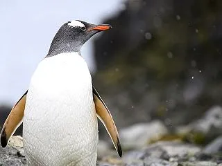 【気にしない？】おたる水族館で「ジェンツ…