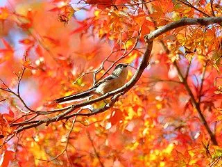 エナガと紅葉