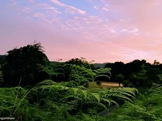 朝景