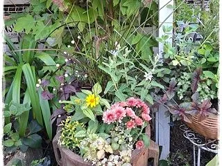 寄せ植え経過報告続きです・・・