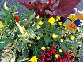 ハロウィンの寄せ植え