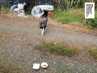 外ネコたち