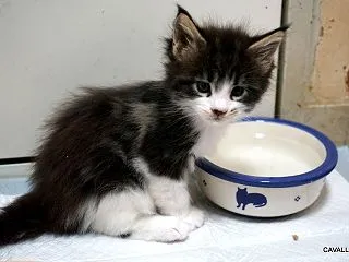 ヒトリデデキルモン・・・・・・子猫通信♪