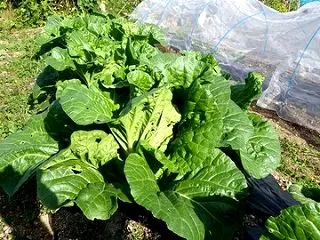 白菜が巻き出してきた、大根畝の除草