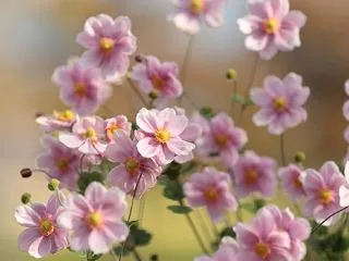 常楽寺 シュウメイギク ピンク
