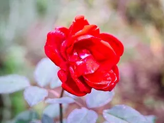 １０月の花 その１７ バラの花