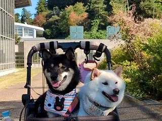 白黒ハロウィン