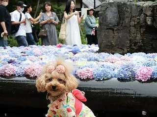 恒例♪あじさいうかべ♪でち