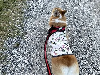 後ろ姿に。