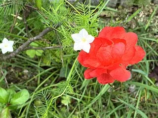 季節を感じさせない木瓜の木が “ 朱色 …