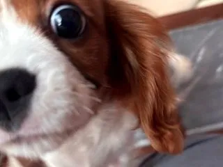夫とケンカ、子犬の処理。それでも満足な理…