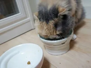 ハルの一粒残し